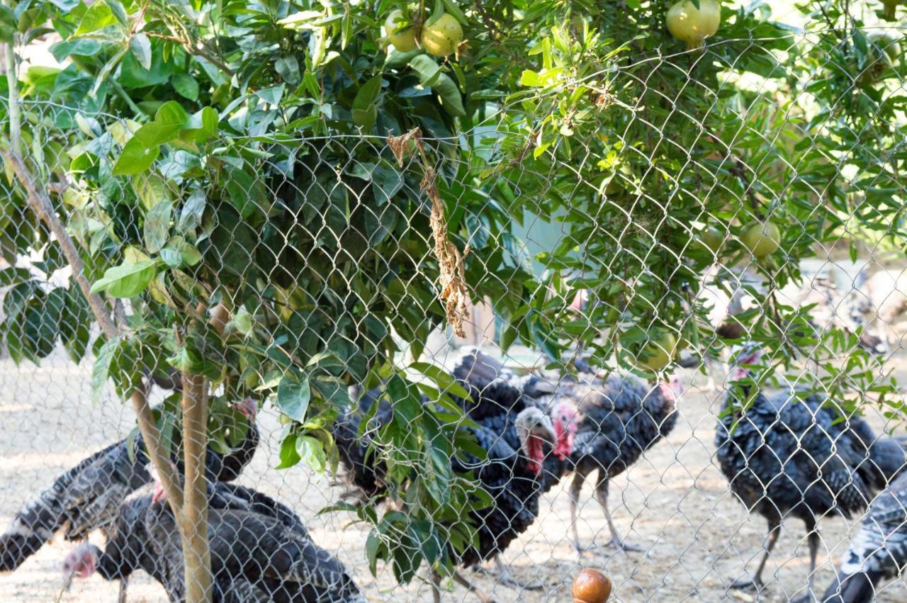 Hotel Nature Kolonje Dış mekan fotoğraf